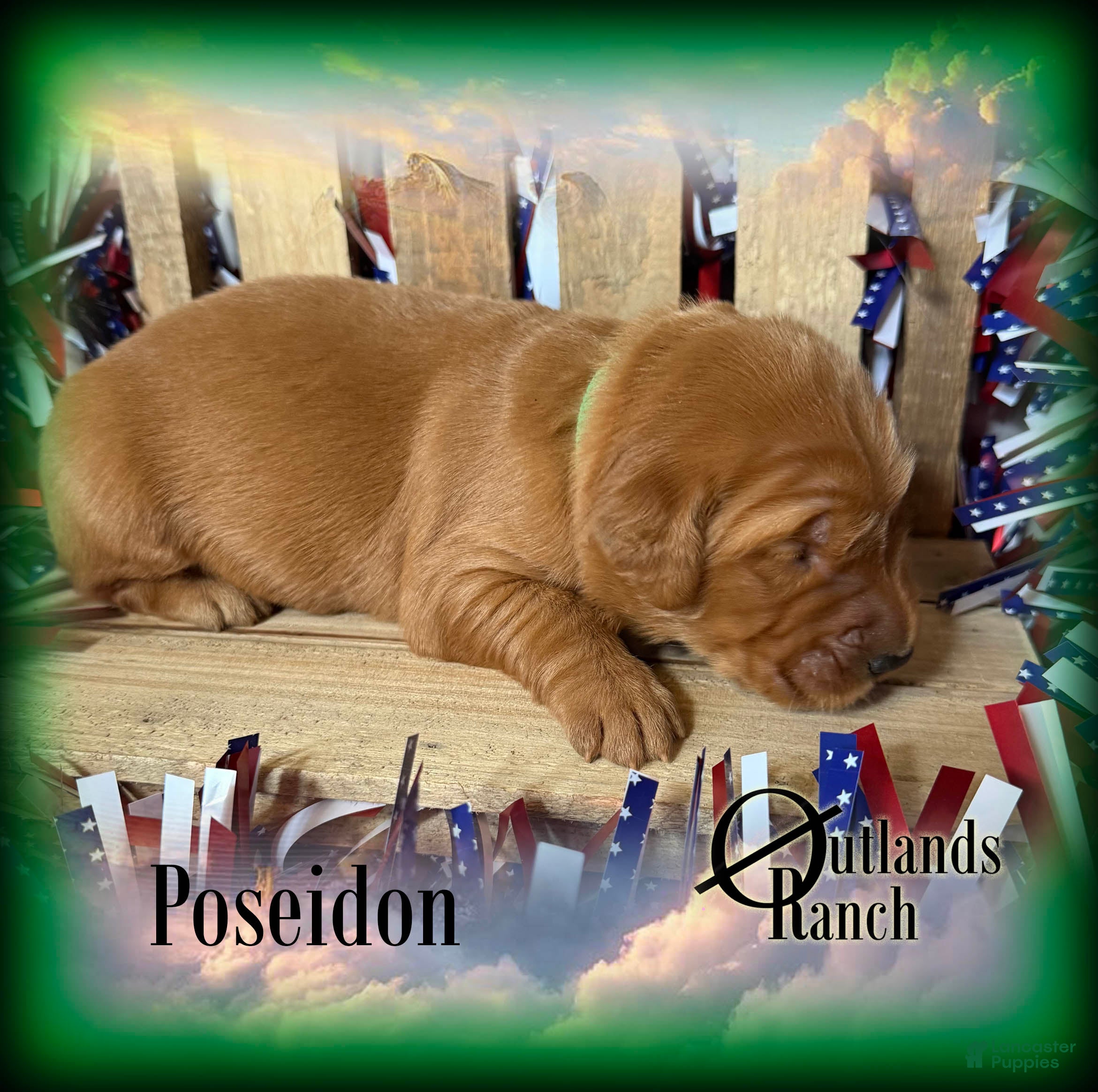 Golden Retriever dogs for sale: Poseidon~Green Collar - Ad 1