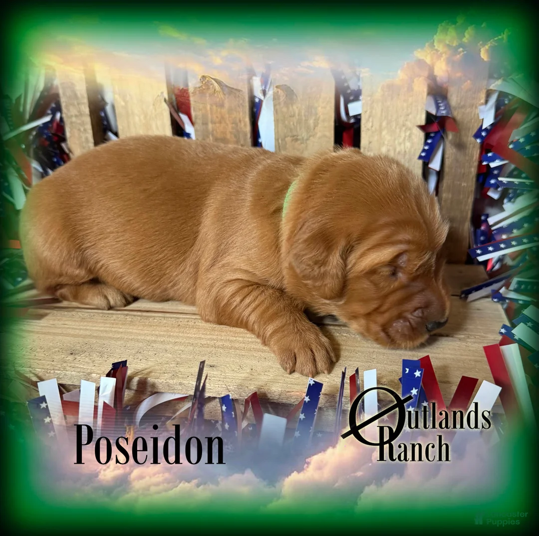 Golden Retriever dogs for sale: Poseidon~Green Collar - Ad 1