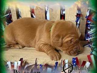 Golden Retriever dogs for sale: Poseidon~Green Collar - Ad 1