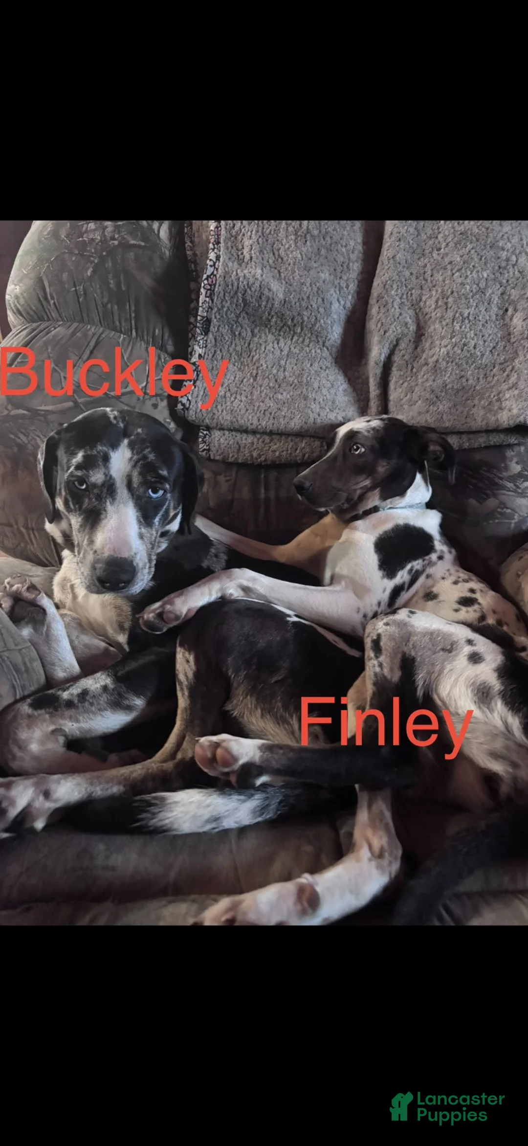 Catahoula Leopard Dog dogs for sale: Catahoula Leopard Dog "Black Eyed Pea" - Ad 5