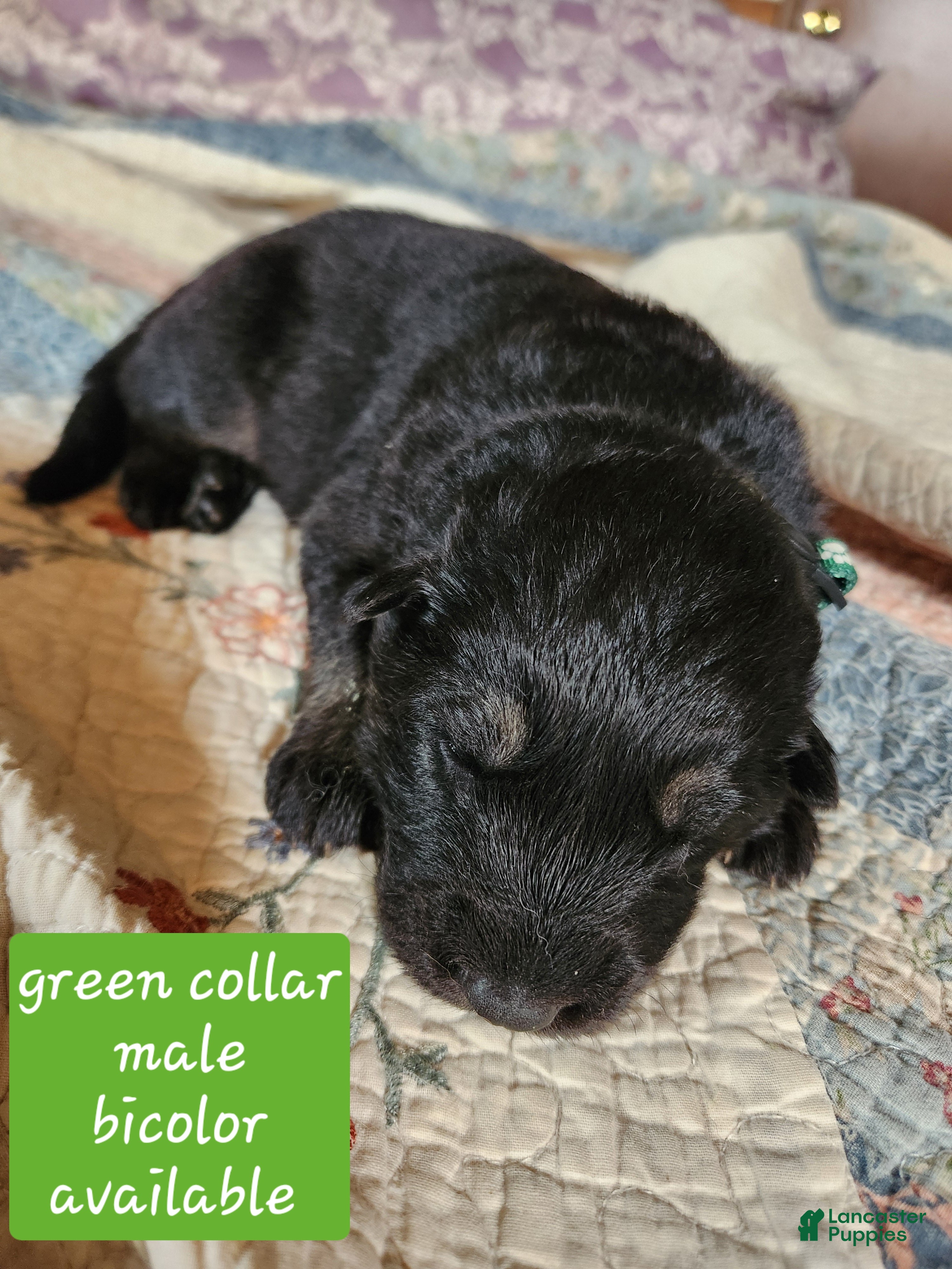 German Shepherd dogs Green collar - Ad 1