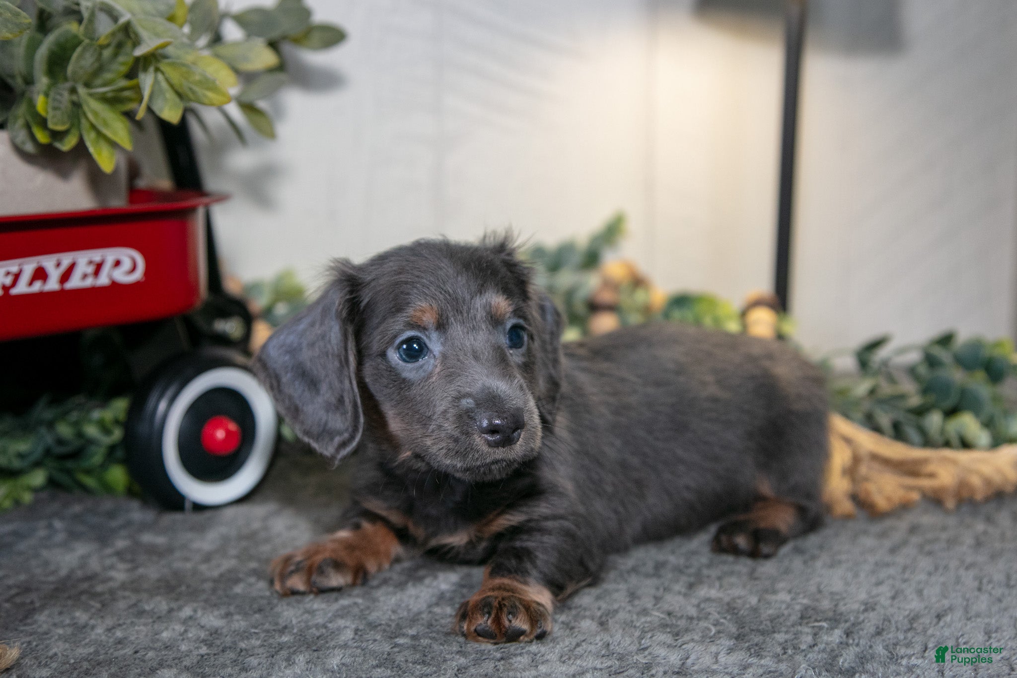 Miniature Dachshund dogs Asher - Ad 2