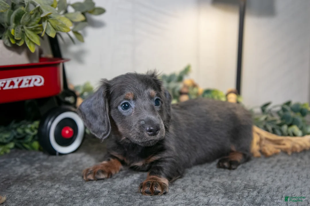 Miniature Dachshund dogs for sale: Asher - Ad 2