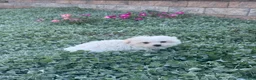 Maltese dogs for sale: Moose - Ad 7