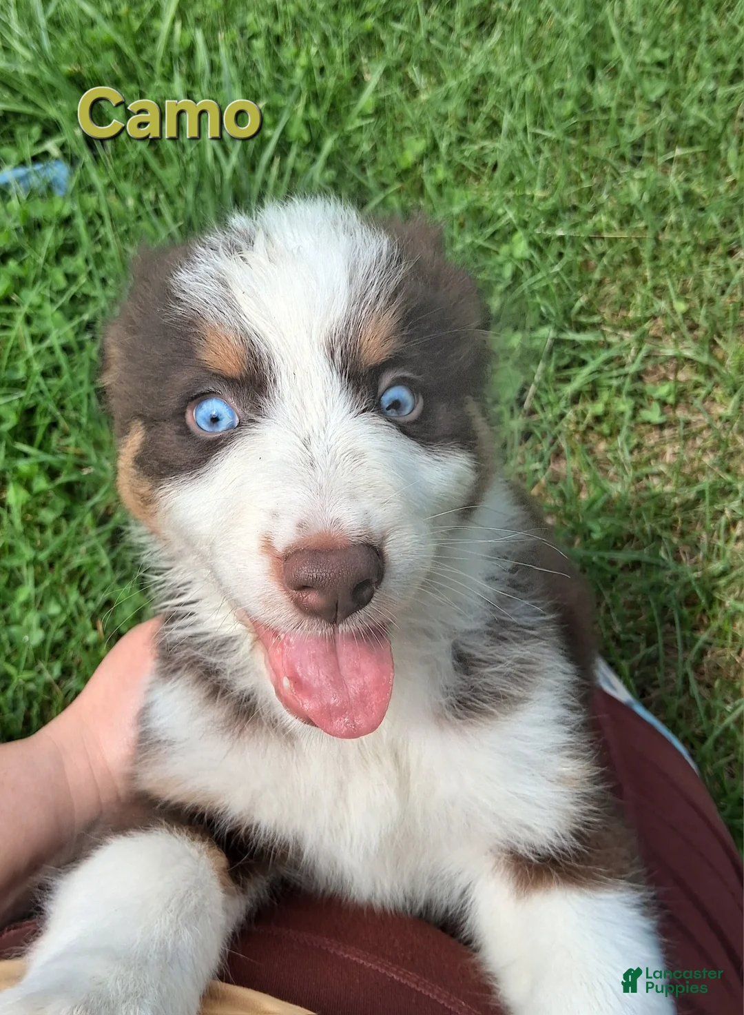 Australian Shepherd dogs for sale: Camo - Ad 1