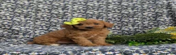 Cavapoo dogs for sale: Aimee - Ad 3