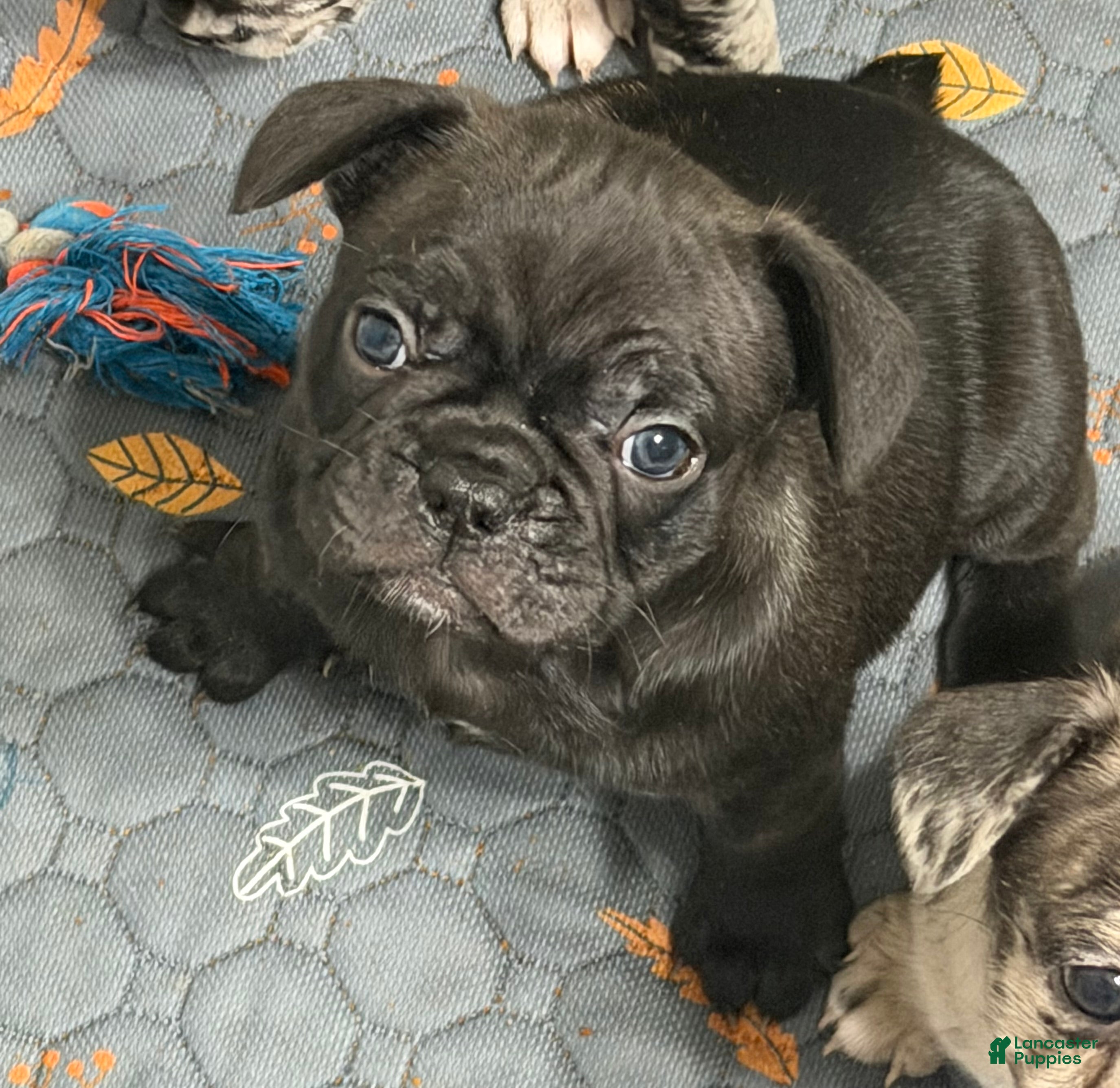 Mixed Breed dogs Cubbi - Ad 1
