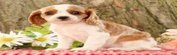 Cavalier King Charles Spaniel dogs for sale: Zaylee - Ad 5