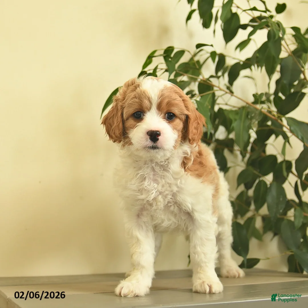 Cavapoo dogs for sale: Carman  - Ad 1