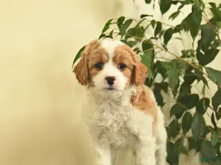 Cavapoo dogs for sale: Carman - Ad 4