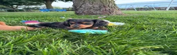 Miniature Dachshund dogs for sale: Chuck - Ad 12
