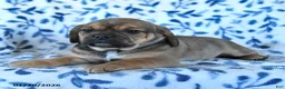 Puggle dogs for sale: Sparky - Ad 4