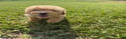 Toy Poodle dogs for sale: Goldie  - Ad 9