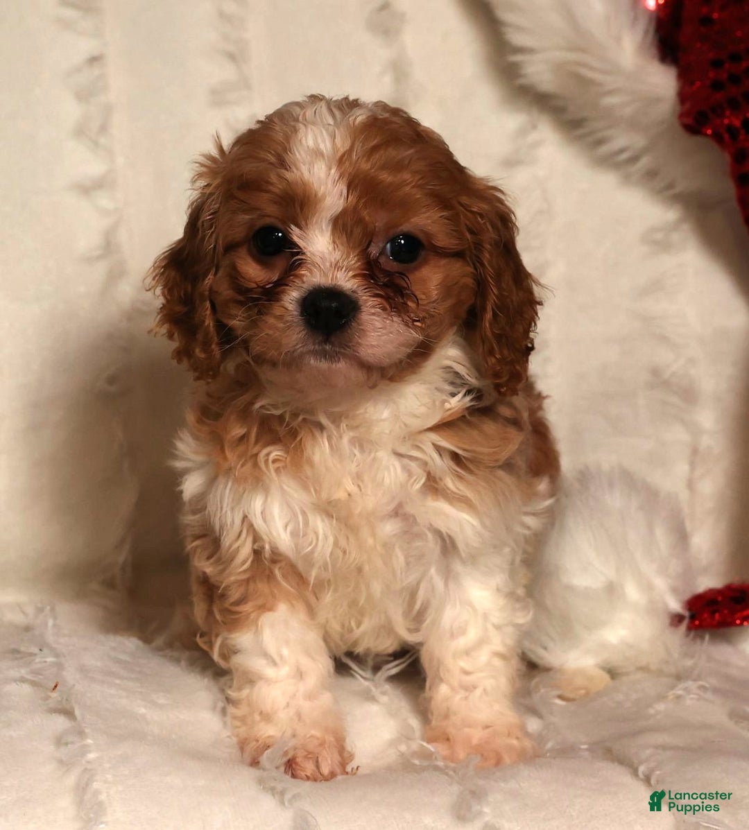 Cavapoo dogs for sale: Charlotte - Ad 7