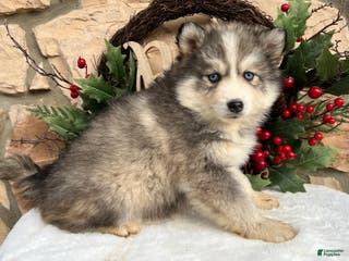 Pomsky dogs Mistletoe - Ad 28