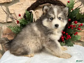 Pomsky dogs Mistletoe - Ad 30