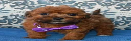 Shihpoo dogs for sale: Snickers - Ad 8