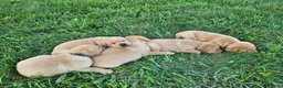 Labrador Retriever dogs for sale: Milo - Ad 7