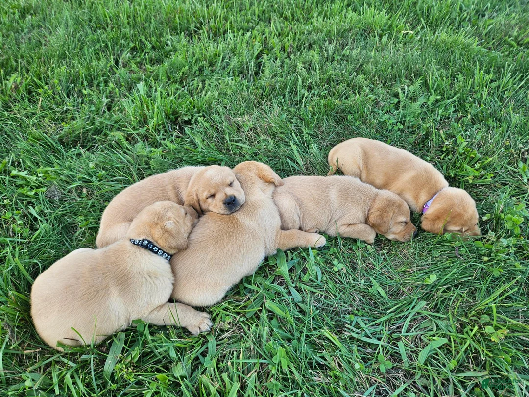 Labrador Retriever dogs for sale: Milo - Ad 7