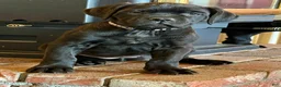 Cane Corso dogs for sale: Marina - Ad 3