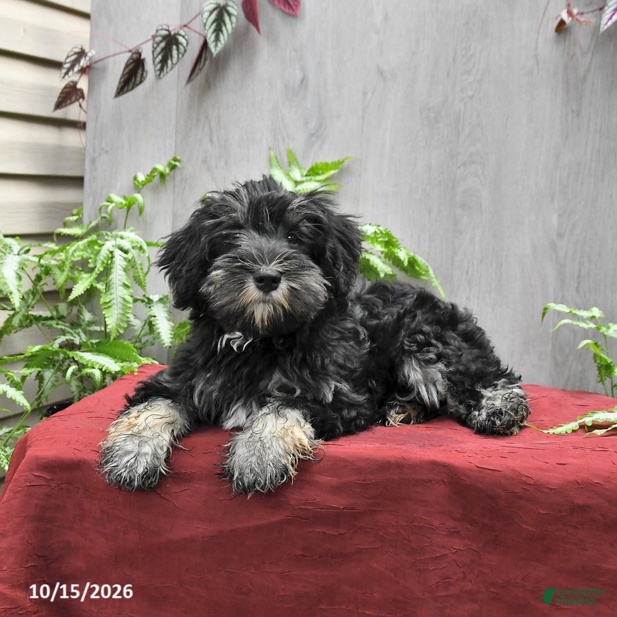 Miniature Schnauzer dogs Perlie - Ad 2