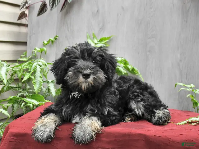 Miniature Schnauzer dogs Perlie - Ad 2