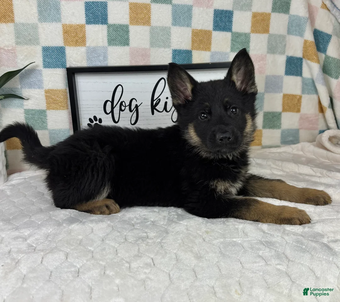German Shepherd dogs for sale: Gage  - Ad 2