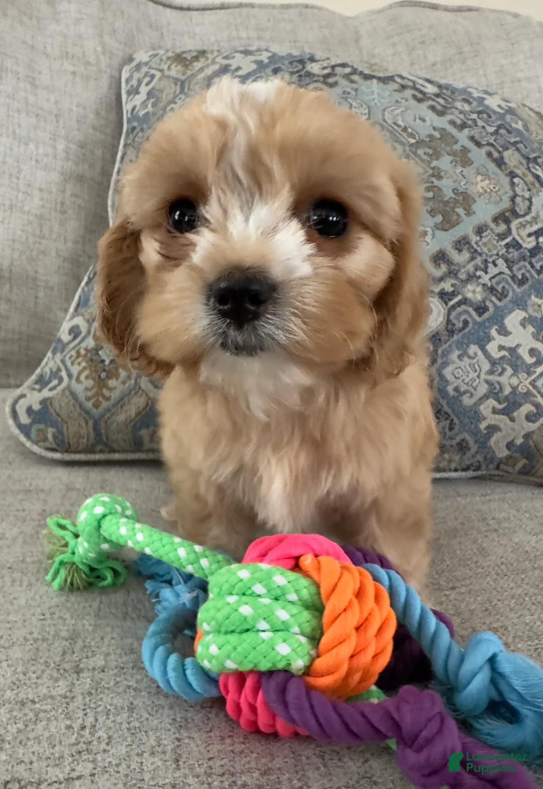 Cavapoo dogs for sale: Lexi - Ad 3
