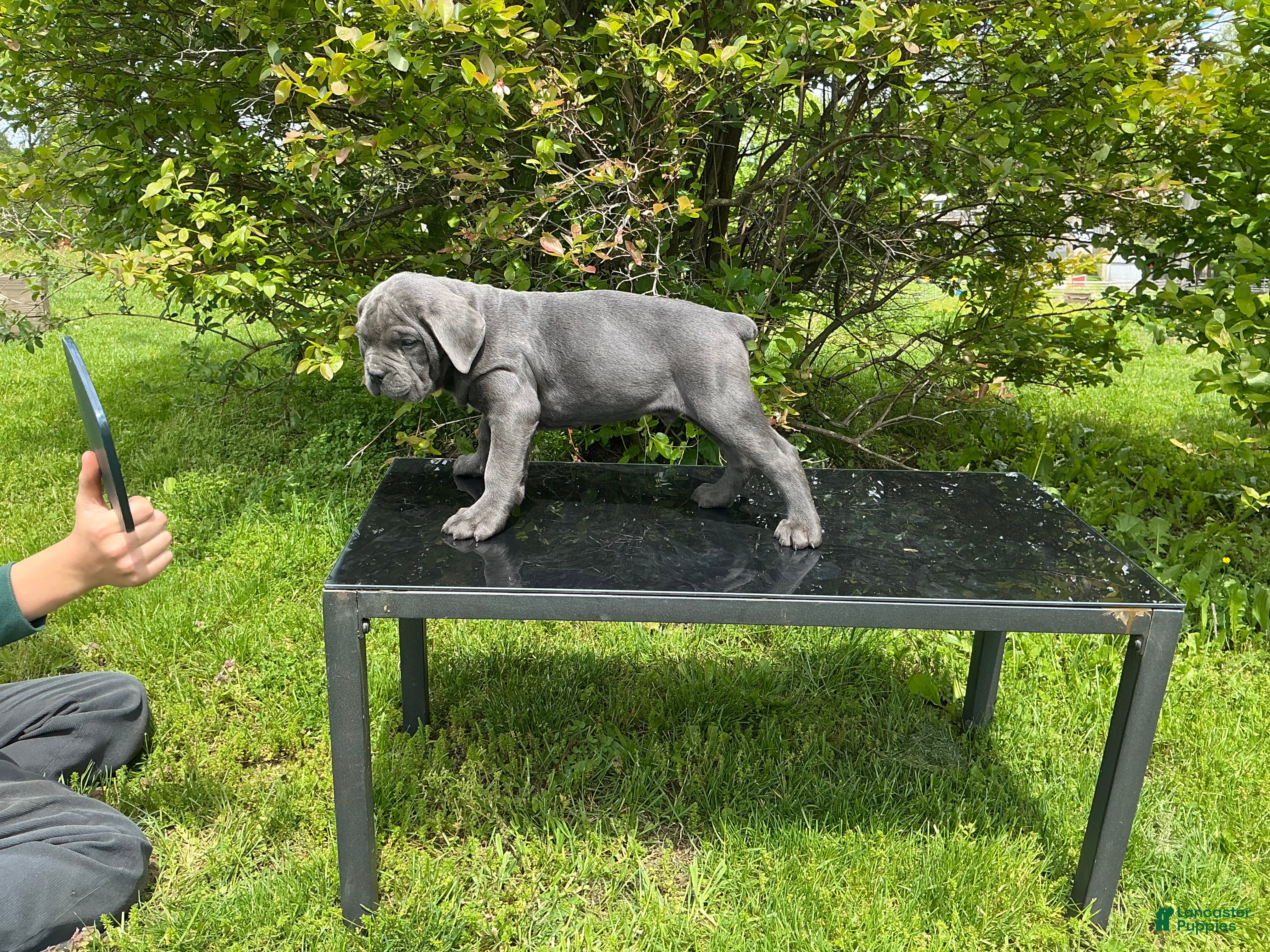 Cane Corso dogs Cane Corso Puppy 2 - Ad 2