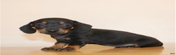 Miniature Dachshund dogs for sale: Blackie - Ad 2