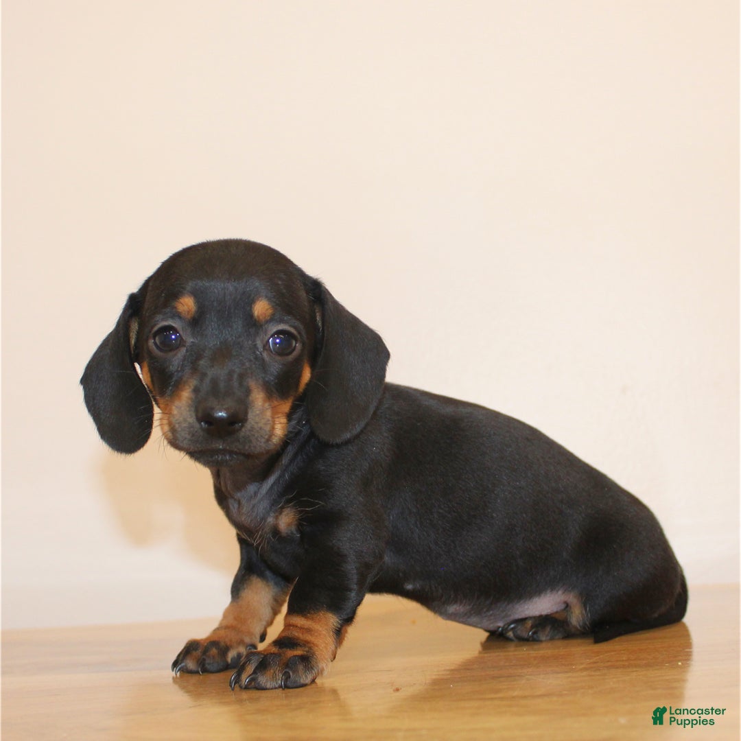 Miniature Dachshund dogs for sale: Blackie - Ad 2