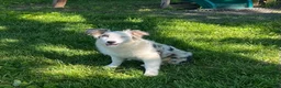 Australian Shepherd dogs for sale: Jackie - Ad 1