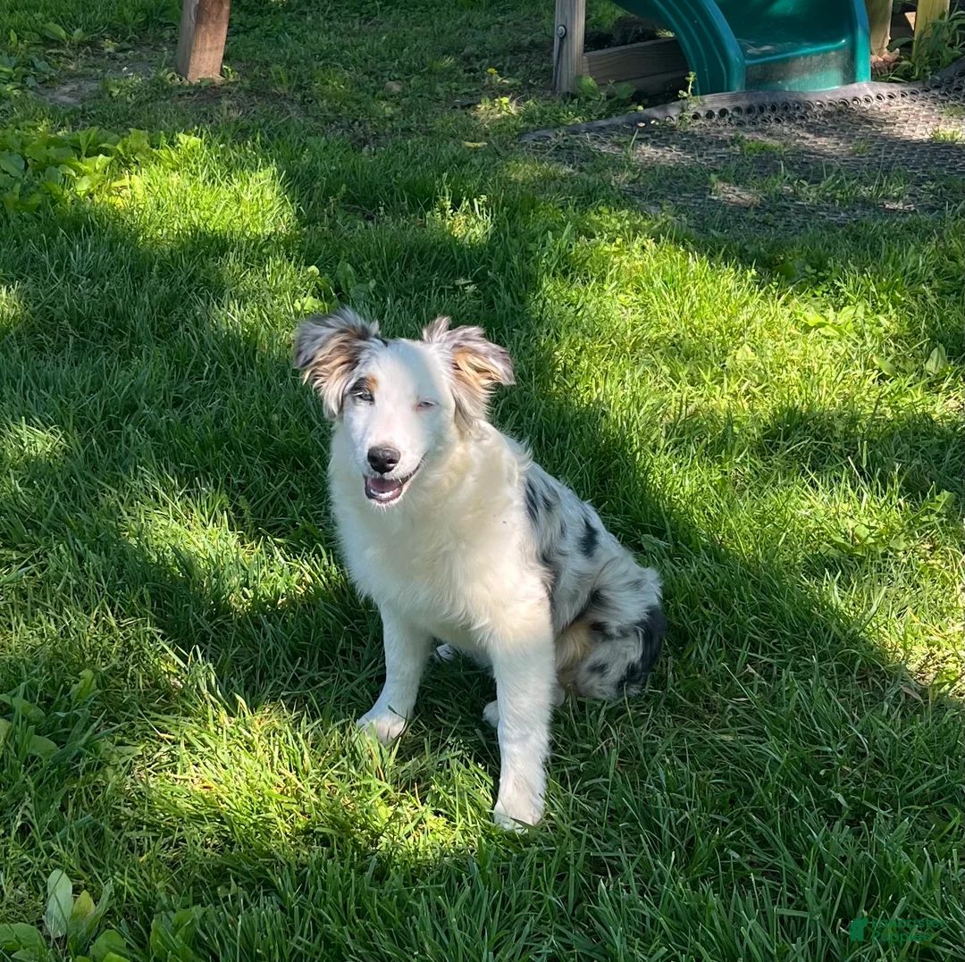 Australian Shepherd dogs for sale: Jackie - Ad 1