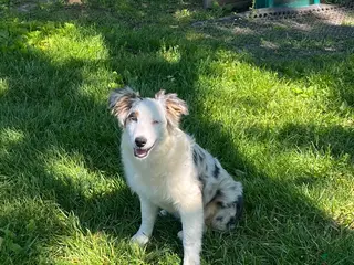 Australian Shepherd dogs for sale: Jackie - Ad 3