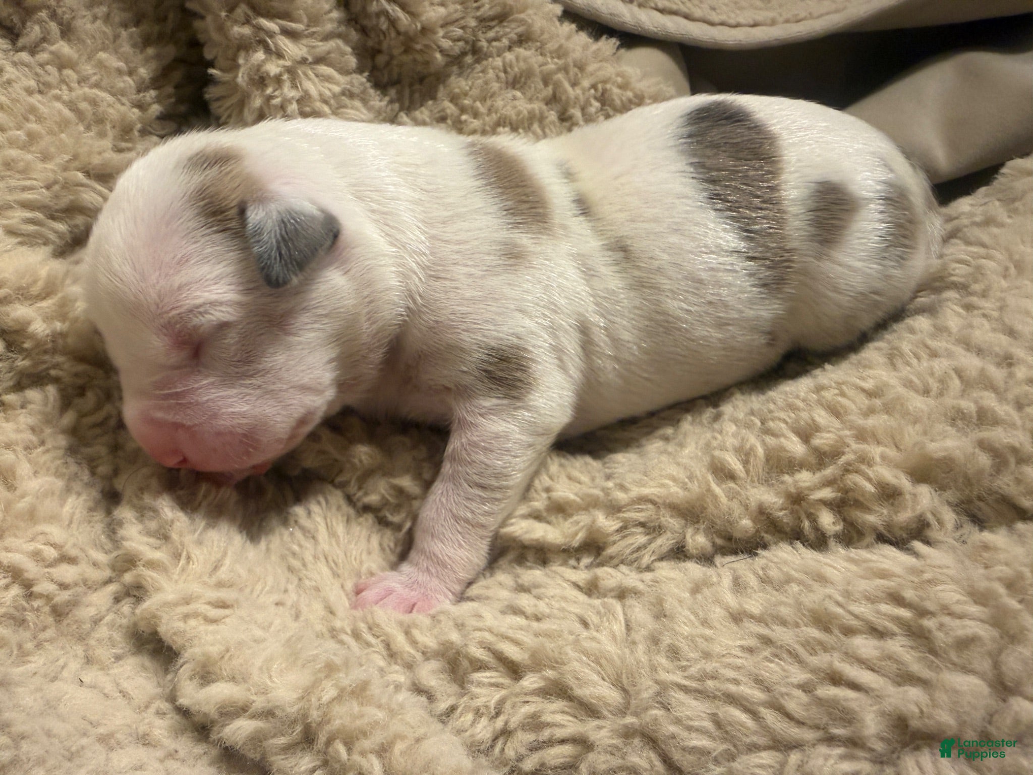 American Bully dogs American Bully 4 - Ad 1
