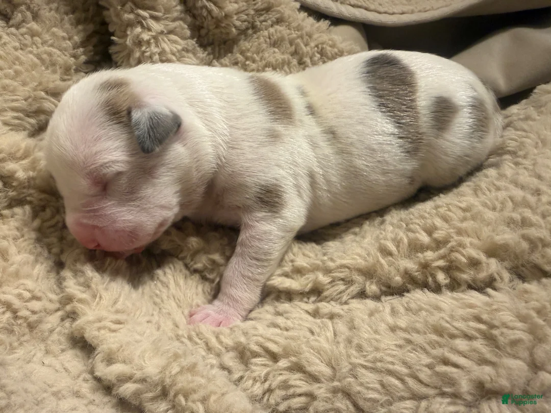 American Bully dogs for sale: American Bully 4 - Ad 1