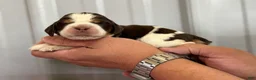 English Springer Spaniel dogs for sale: Sunny - Ad 3