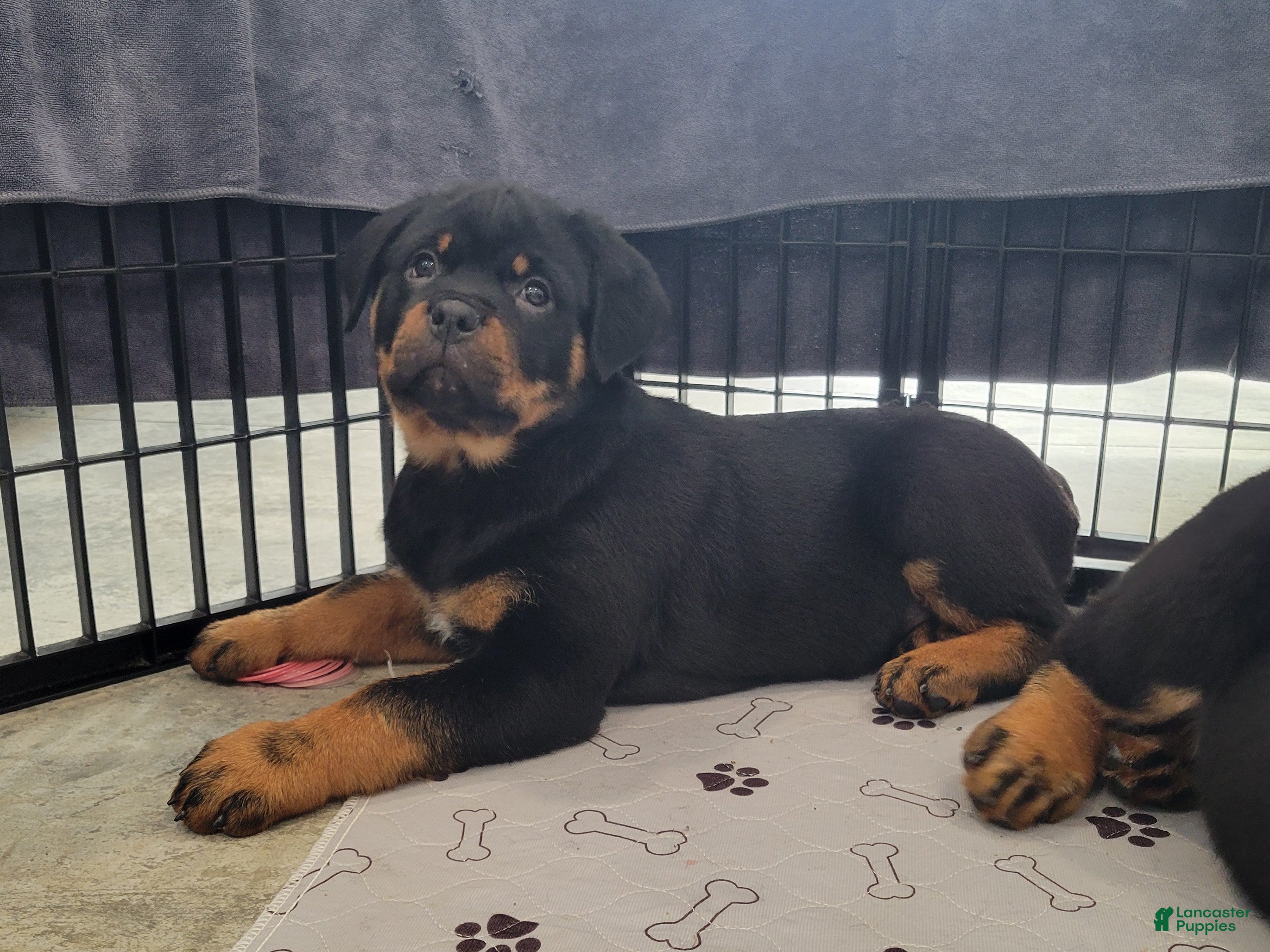 Rottweiler dogs Hailey - Ad 1