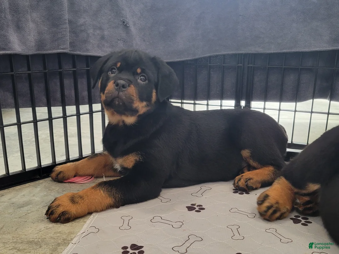 Rottweiler dogs for sale: Hailey - Ad 1