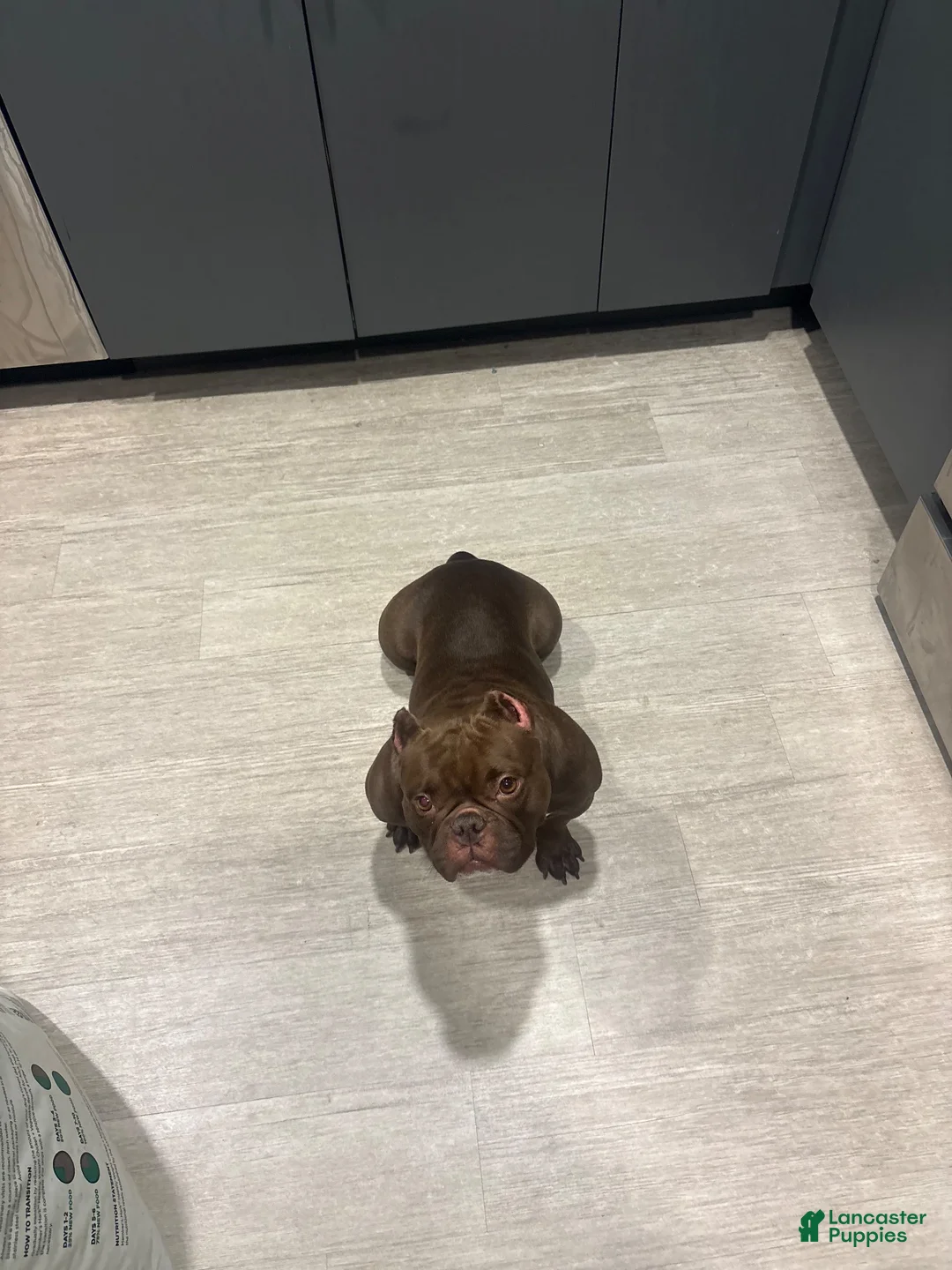 Mixed Breed dogs for sale: Mixed Breed 5 - Ad 2