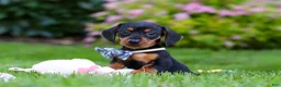 Miniature Dachshund dogs for sale: Rascal - Ad 6