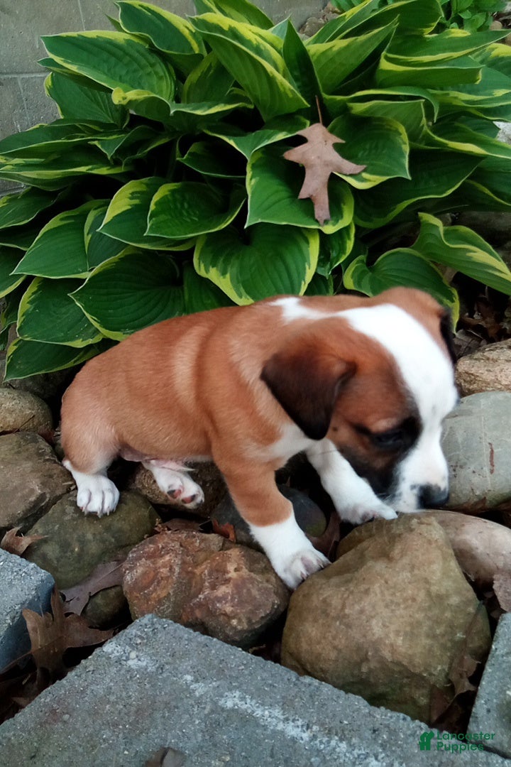 Jack Russell Terrier dogs Rex - Ad 2