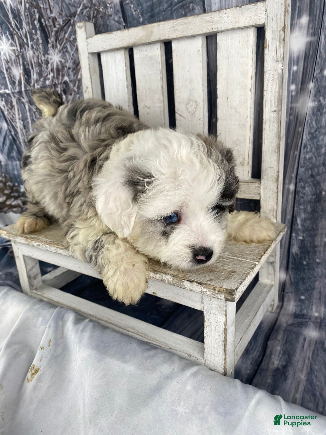 Mini Aussiedoodle dogs for sale: Iris - Ad 6