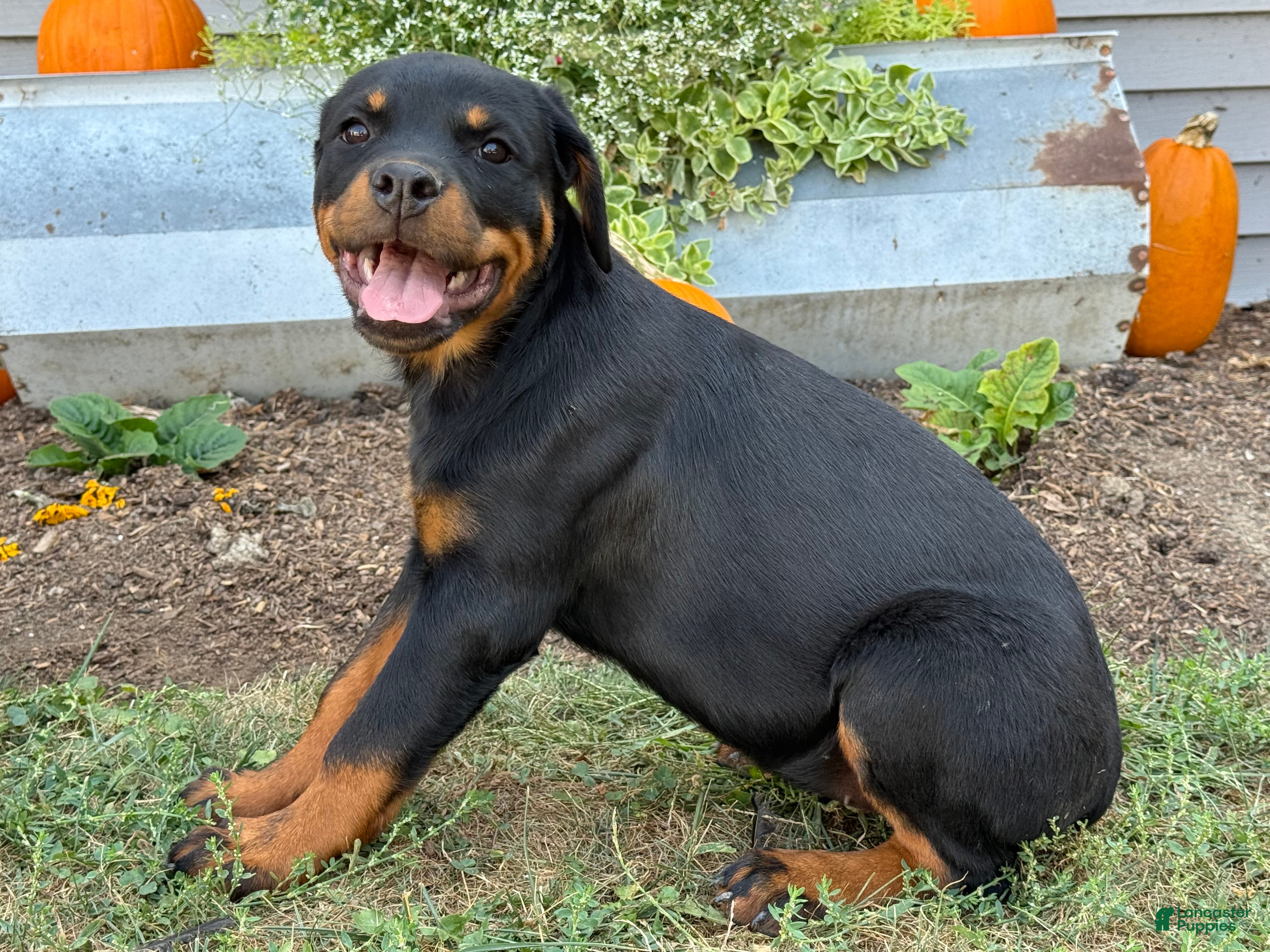 Rottweiler Puppies for sale under $500 Lancaster Puppies