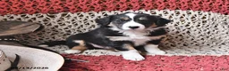 Border Collie dogs for sale: Patches - Ad 3
