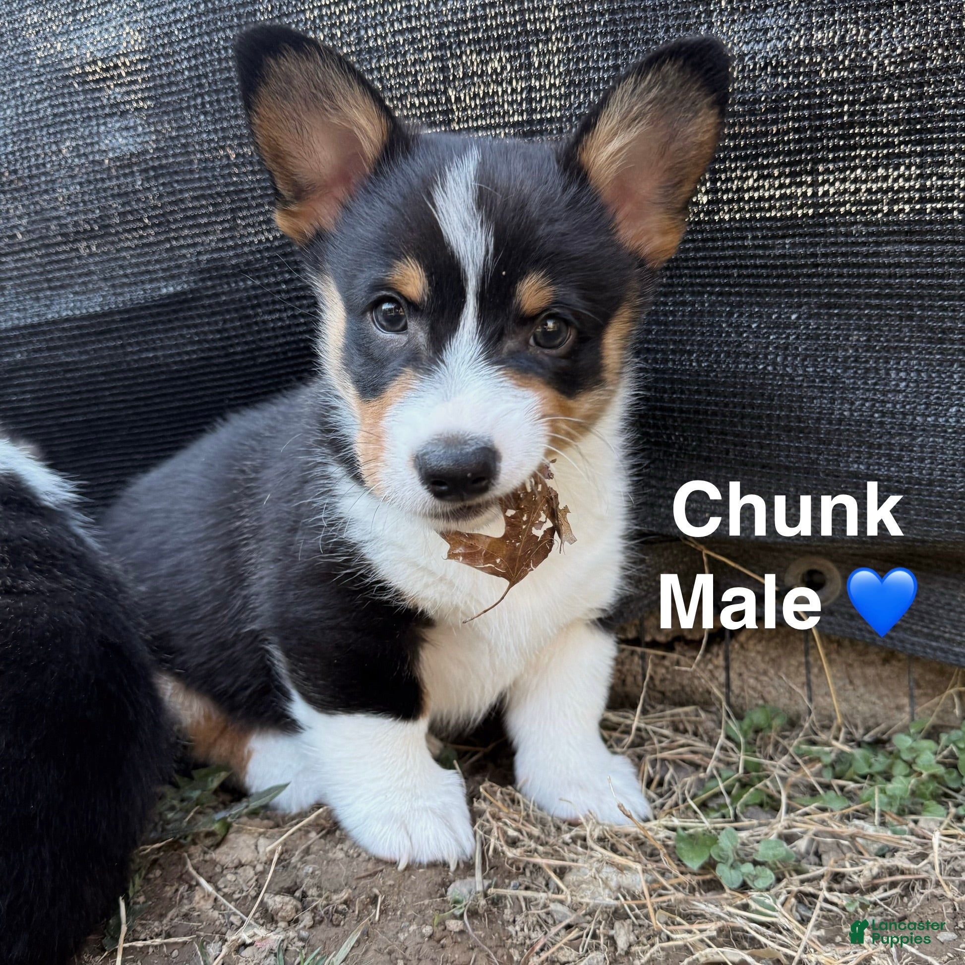 Welsh Corgi Pembroke dogs Chunk - Ad 27