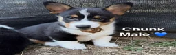 Welsh Corgi Pembroke dogs for sale: Chunk - Ad 1