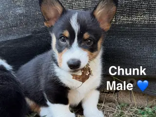 Welsh Corgi Pembroke dogs Chunk - Ad 27