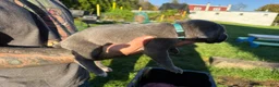 Cane Corso dogs for sale: Lucky - Ad 2