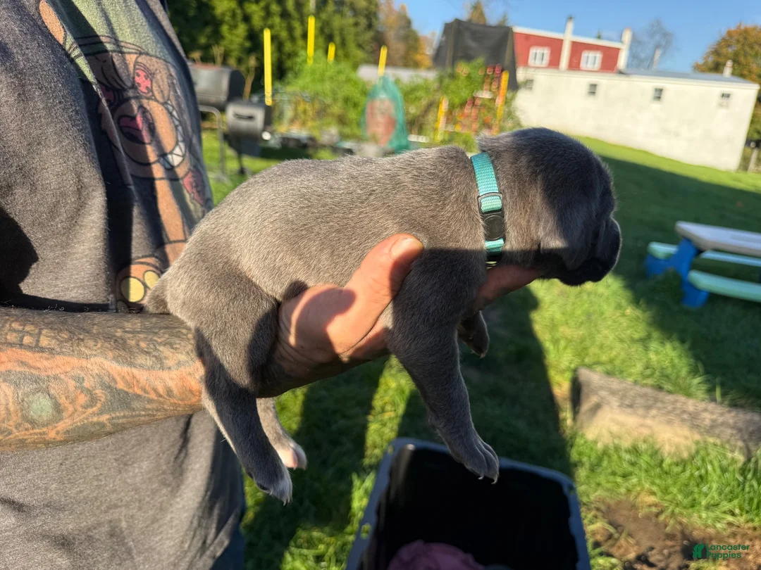 Cane Corso dogs for sale: Lucky - Ad 2